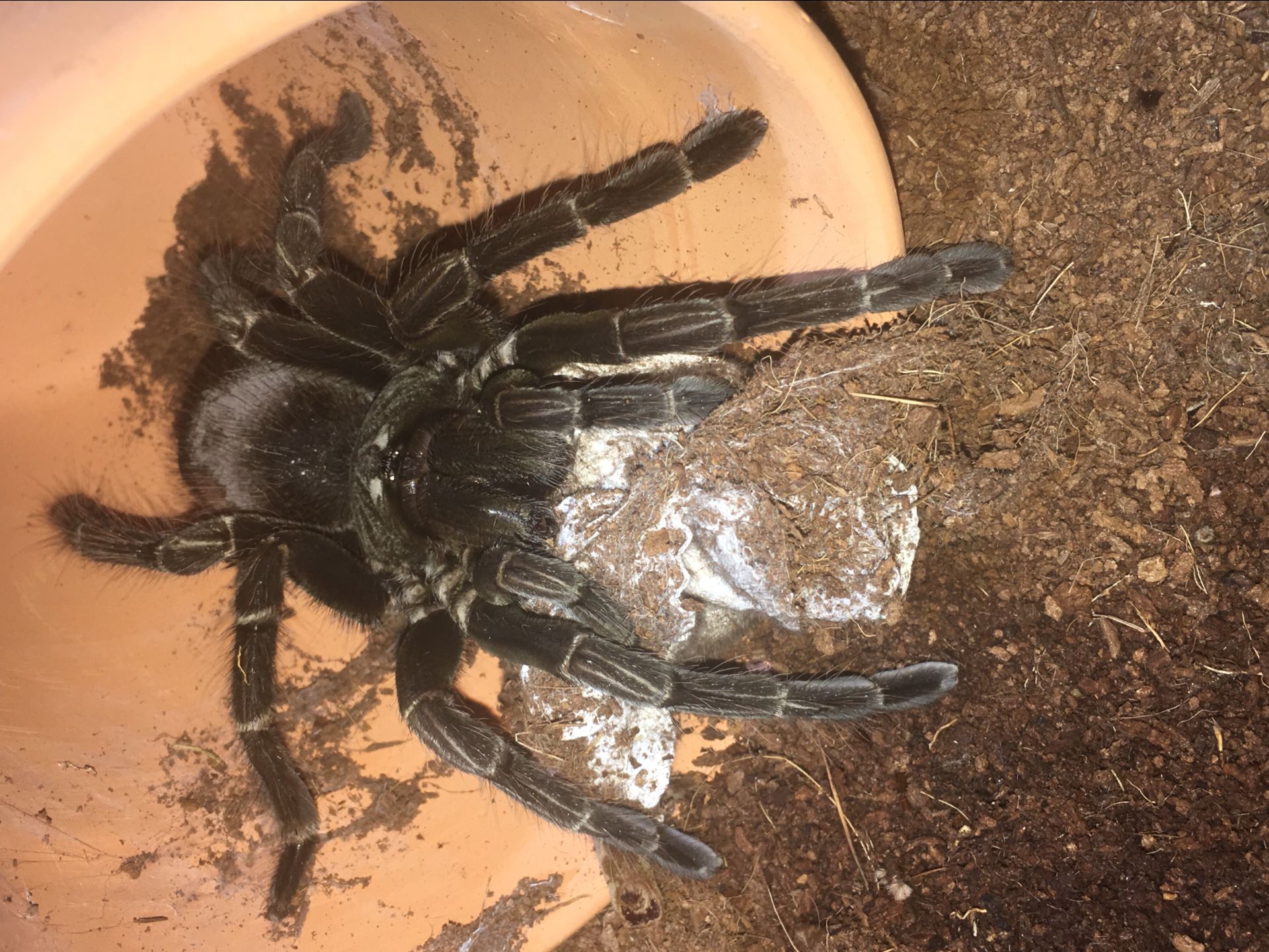美洲钢铁蓝 ts爬魂 pam属蜘蛛 南美大地栖 6cm母 成体
