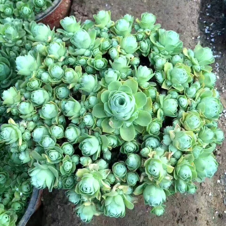 多肉植物 超大黄金山地玫瑰 老桩母本 手捧花 多肉老桩盆栽绿植