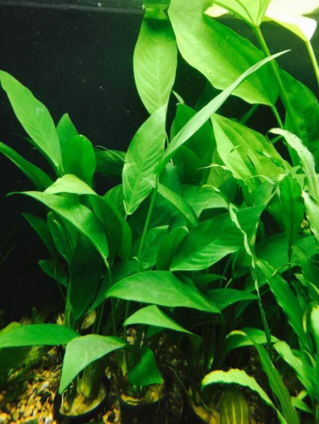 木木三/热带观赏水草 丹麦尖叶榕 鱼缸水族箱可绑沉木懒人水草