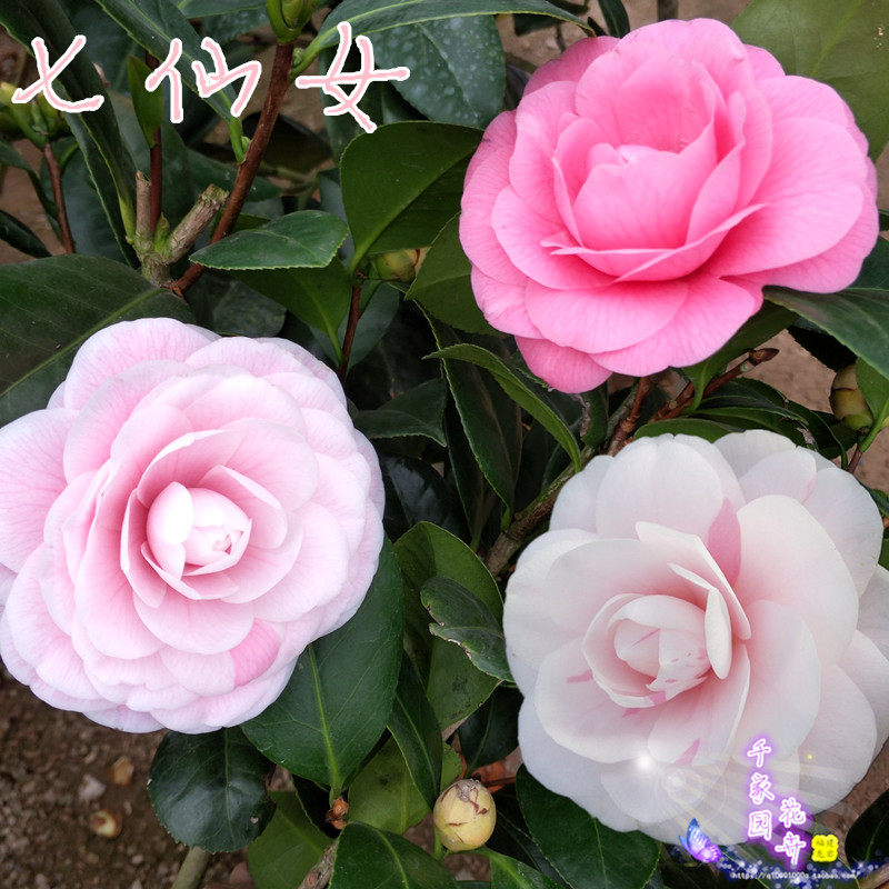 香奈儿山茶花保湿凝霜_七仙女茶花树苗一树多色盆栽品种茶花五色芙蓉