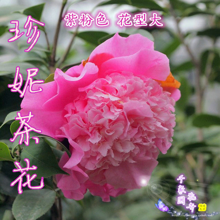 山茶花_千家园茶花苗山茶之都美国种珍妮紫粉色茶花盆栽花卉名贵品种
