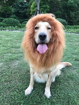 大型犬_宠物搞笑狮子头套假发金毛萨摩大型犬帽子头饰狗狗变身装狮子