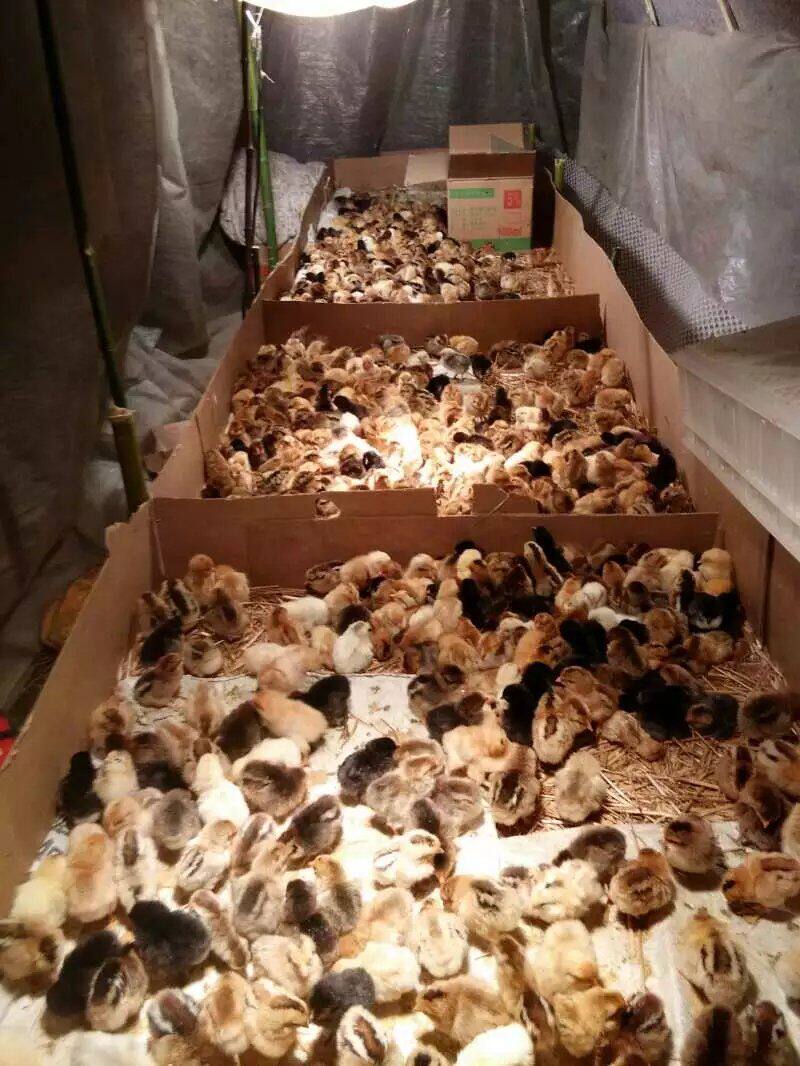纯种一个月小鸡脱温土鸡苗活体包邮批发散养免邮10元以下全国清仓