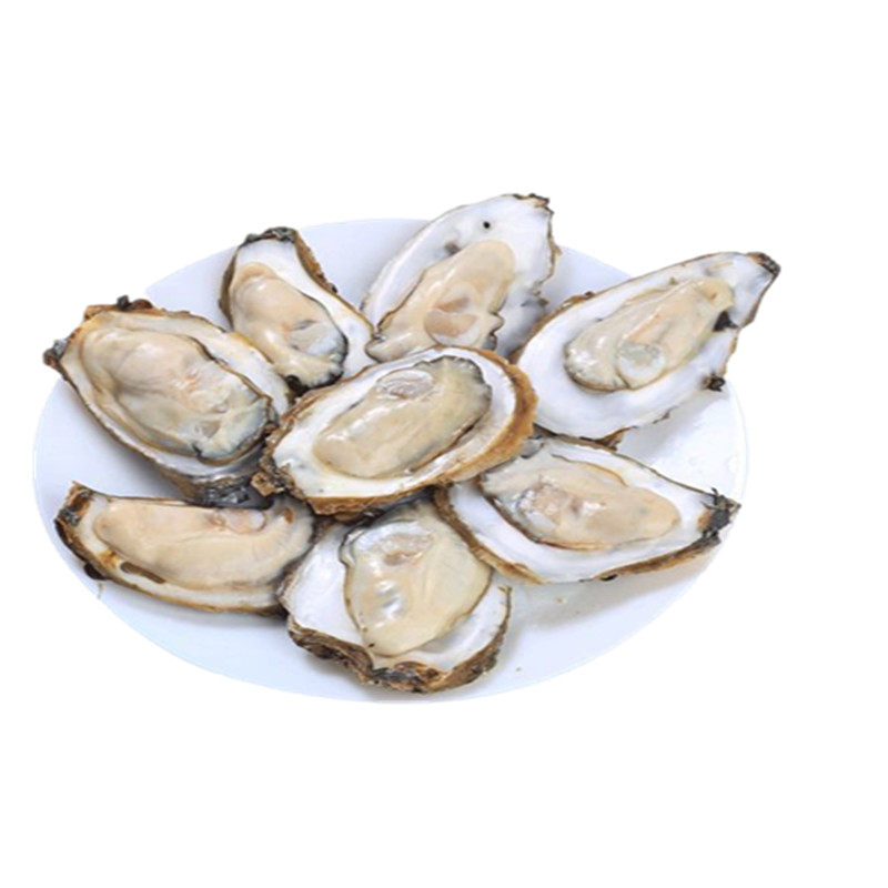 渔山岛牡蛎 5斤装新鲜小生蚝海蛎子鲜活贝类海鲜烧烤食材带壳水产