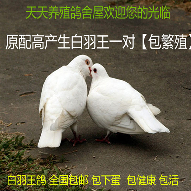 特价灰鹦鹉活体_热卖鸽子活体白羽王原配信鸽雨点落地种鸽乳鸽青年鸽