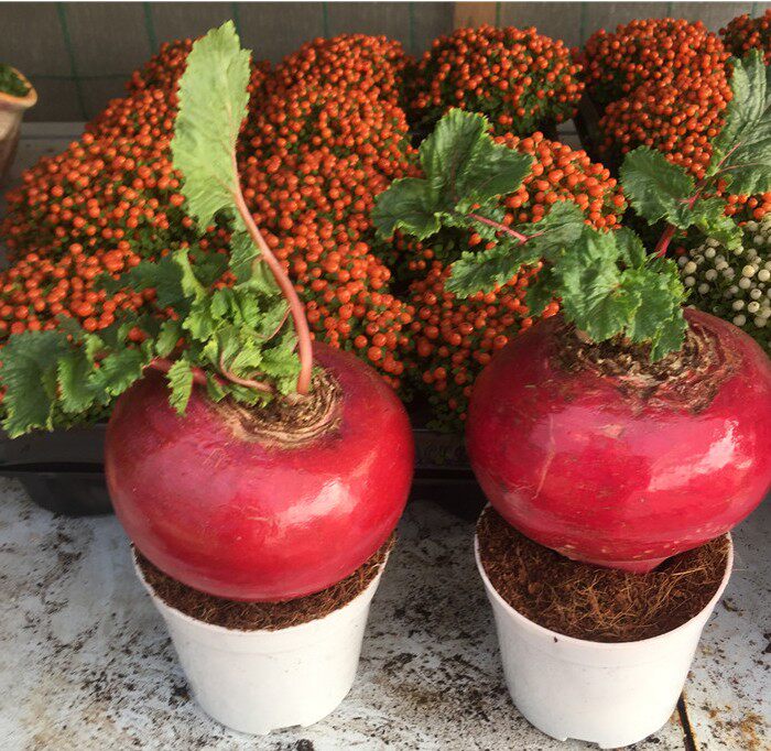 年宵花卉好彩头盆栽趣味送礼办公桌面除甲醛净化空气冬季室内植物