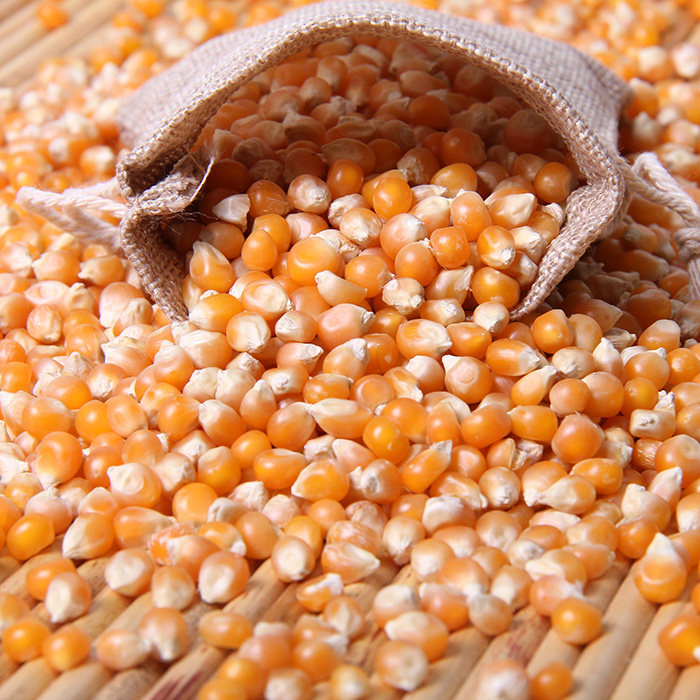 爆花小玉米小玉米粒爆米花专用原料 250g新货爆裂小玉米满包邮