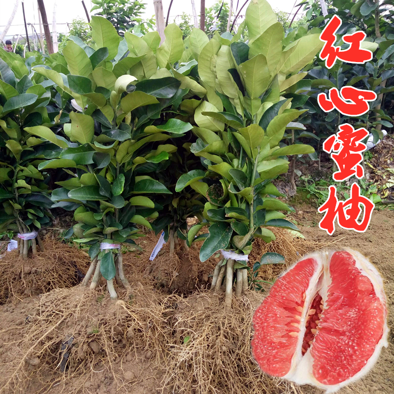 红心柚子树苗 嫁接大额优惠券
