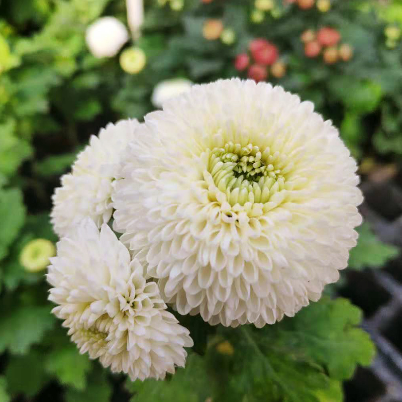 特价菊花盆栽带花 冬季_东篱园艺白色特丝拉进口乒乓菊花苗秋室内外