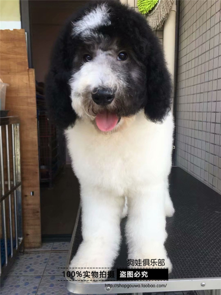 宠物狗活体 巨型_大型巨贵犬健康纯种巨型花色贵宾大泰迪幼犬出售宠物