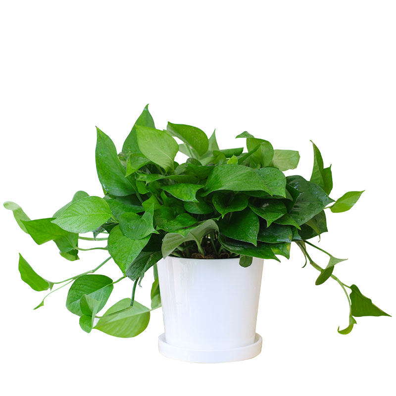 吸除甲醛成都大绿萝盆栽室内绿植花盆净化空气吊兰小绿箩花卉水培