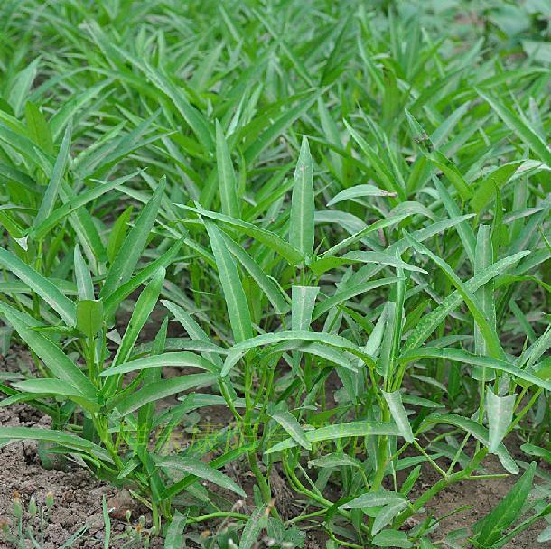 空心菜 特色叶菜阳台盆栽四季蔬菜秋冬季种易种保健菜