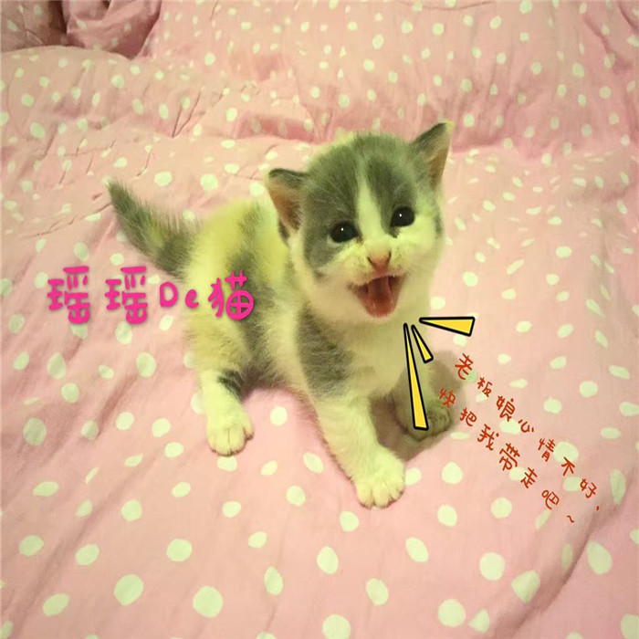 【拿破仑短腿猫图片价格】2019最新拿破仑短