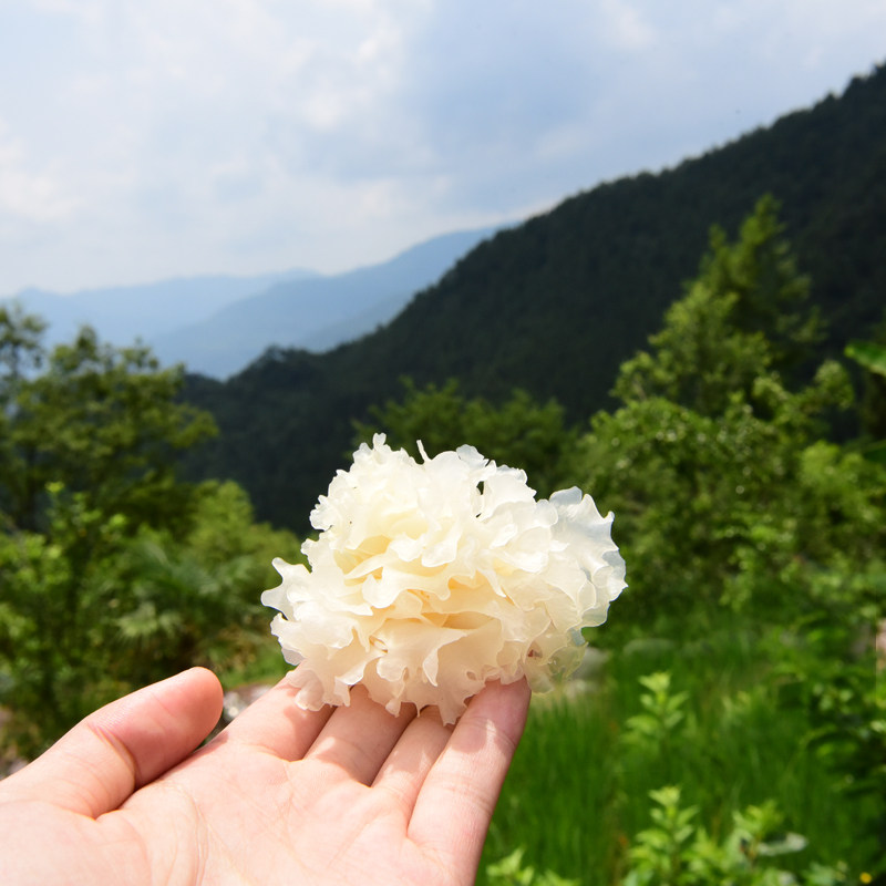 17新货 通江银耳农家新货椴木雪耳野生干货白木耳无硫清香 100g