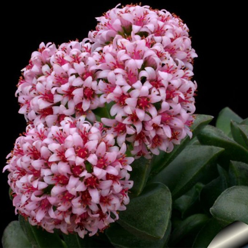 神童多肉植物老桩群生多头办公绿植花卉盆栽绿色多肉神童一物一拍