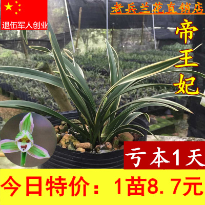 热销金边兰花