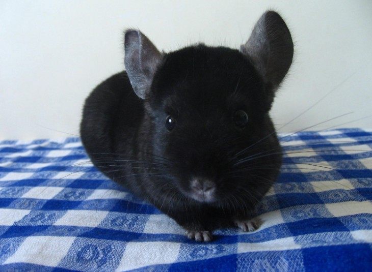 龙猫活体 宠物_迪迪龙猫-纯黑龙猫活体 黑色系龙猫 dd mm 活体宠物