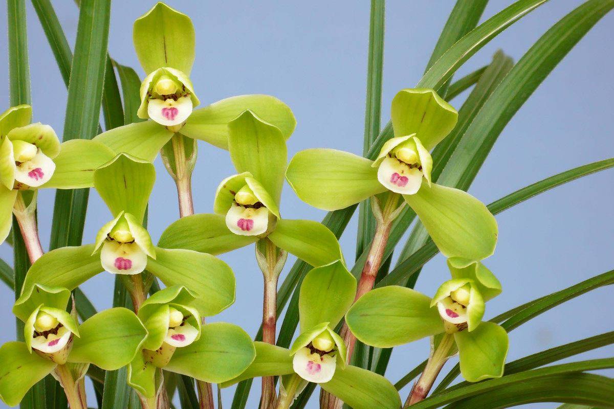 春兰西神梅的故事 - 天猫精选