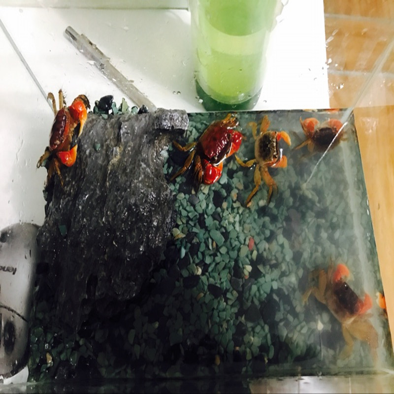 特价包邮红鳌相手蟹观赏蟹活体蟹清理缸底垃圾辣椒蟹螃蟹死亡包赔
