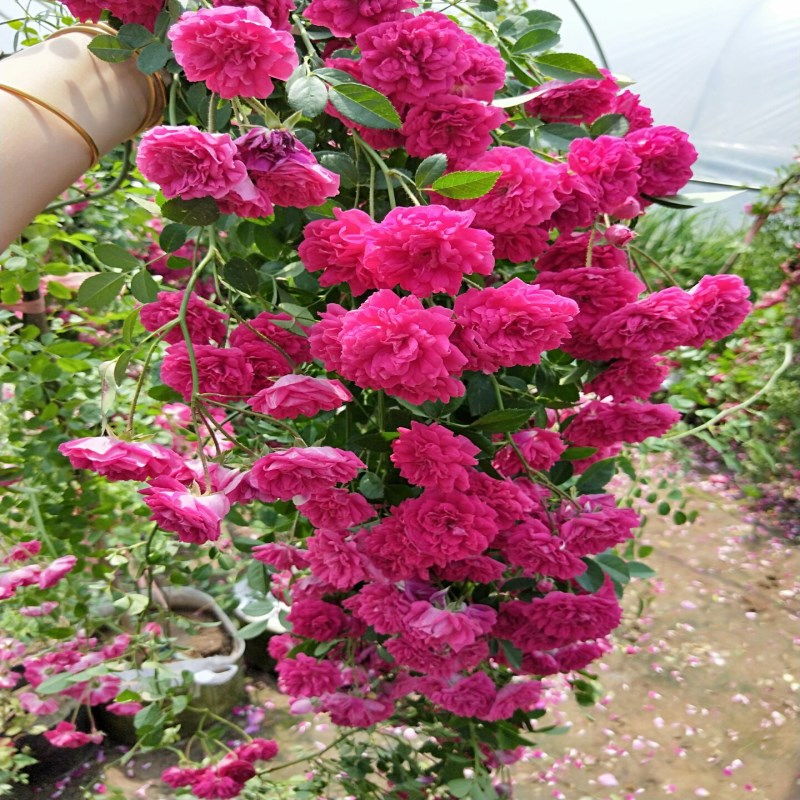 月季蔷薇花苗梅郎珍珠攀援藤本大型爬藤植物玫红色多花重瓣无刺 ￥298