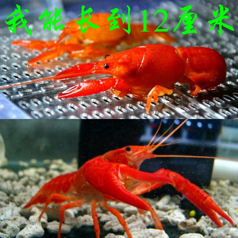橘鳌虾观赏虾活体淡水冷水小龙虾苗水族宠物虾佛罗里达桔红色鳌虾
