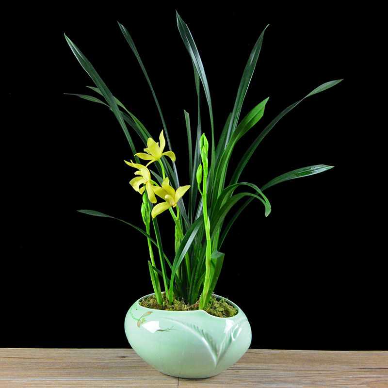 兰花盆栽冬季花卉植物卧室净化空气室内办公桌观花耐寒建兰四季兰