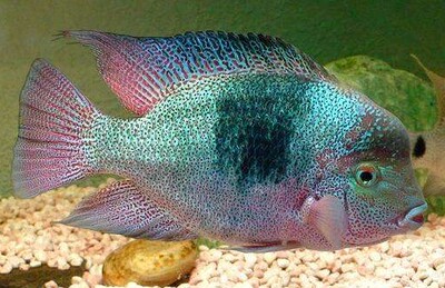 绿翡翠 热带淡水观赏鱼热带批发美洲慈鲷鱼鱼热带鱼大型观赏鱼苗