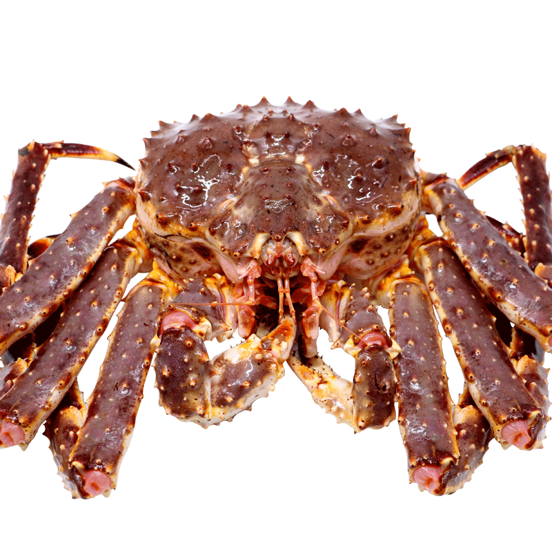5-3.75kg 进口生猛海鲜水产大皇帝蟹