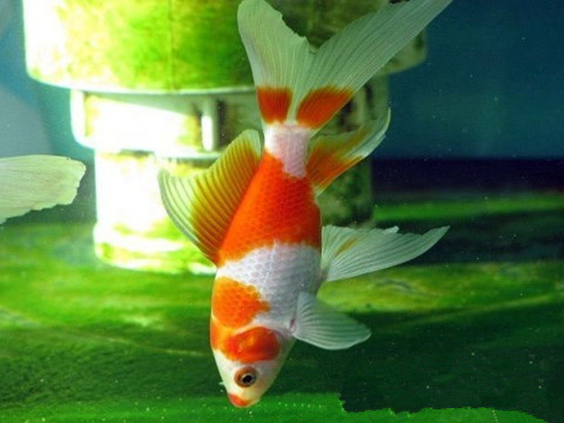 一折金鱼活体包邮_红白草金鱼草缸鱼冷水观赏鱼包金草金鱼宠物鱼活体