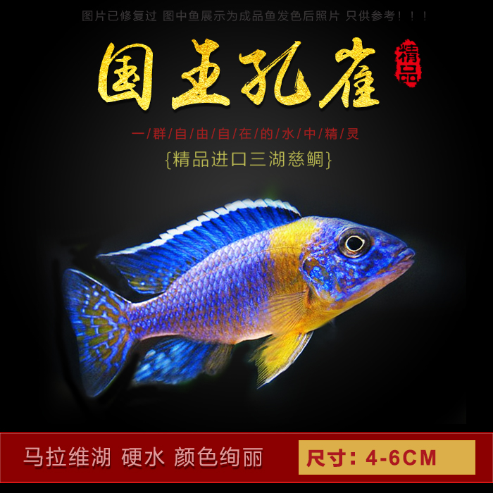 三湖慈鲷马鲷特蓝斑马岩栖类淡水热带鱼观赏鱼活体宠物鱼满包邮