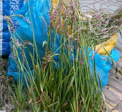 正品野生盘龙参/鲤鱼草/九龙蛇/绶草/镰刀草/海珠草 干品