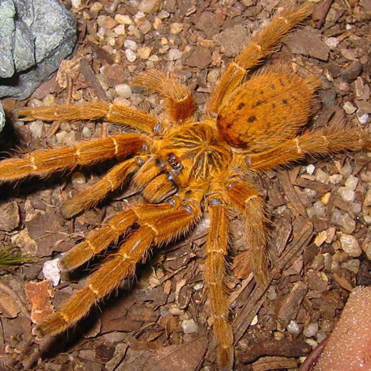 非洲小孩喊_c8非洲橙巴布蜘蛛捕鸟蛛烈阳巴布5cm大幼体宠物蜘蛛活体