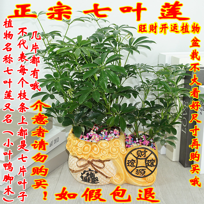 开运旺财植物七叶莲室内桌面盆栽办公室吸甲醛花卉绿植
