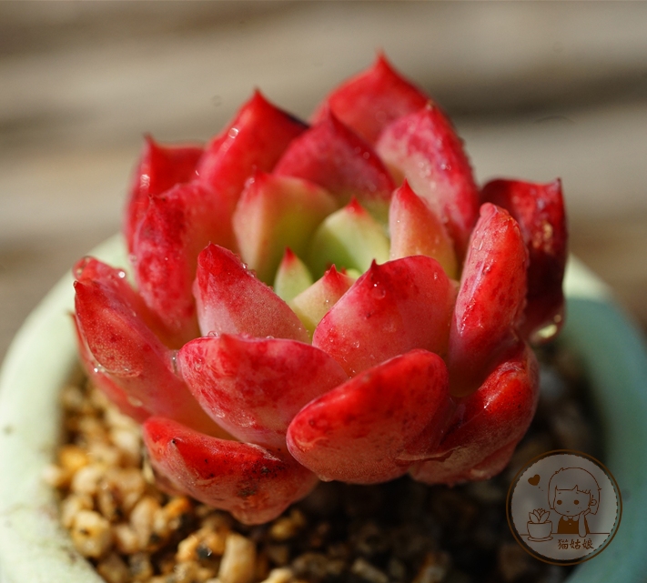 贝拉多娜  进口多肉植物 多浆 猫姑娘多肉满