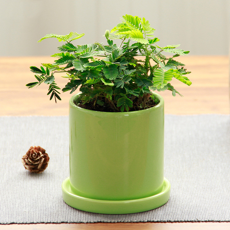 爱优尚含羞草盆栽小植物