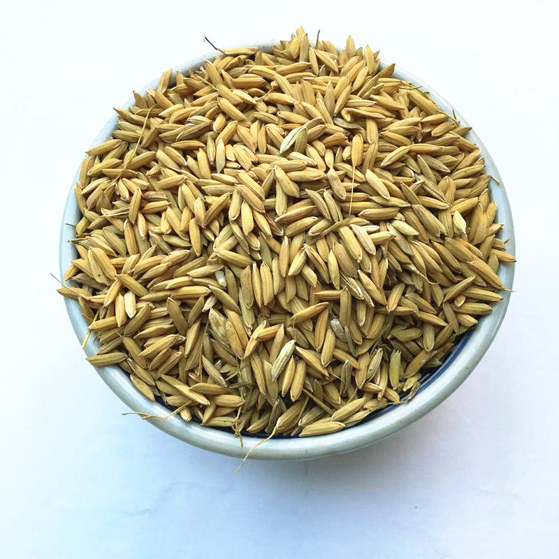 稻谷带壳_2018新稻谷带壳喂鸡鸭鹅鸽鸟仓鼠水稻粒带壳谷子粮食饲料