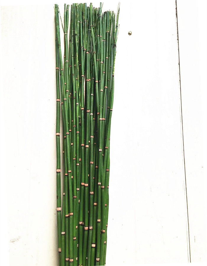 北京鲜花_直线叶材 新鲜配草 绿木贼 线条花材 10枝 北京鲜花速递优惠