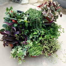 【珍珠吊兰水培】最新最全珍珠吊兰水培搭配优