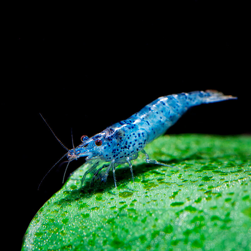 台湾蓝丝绒虾 梦幻 观赏虾 除藻虾