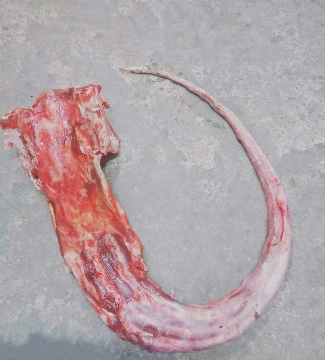 牛尾巴 新鲜_陶庄正宗水牛肉 水牛牛尾 新鲜整根水牛尾巴骨 冷冻牛尾