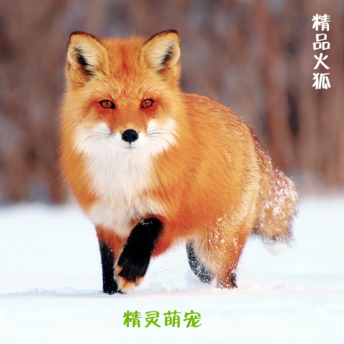 狐狸活体纯种可爱雪狐白化狐聪价格质量 哪个牌子比较