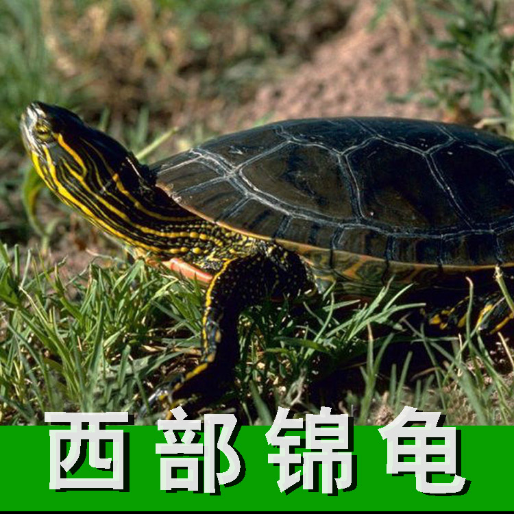 美洲西部锦龟苗活体西锦龟东锦龟火焰龟西部锦龟3厘米