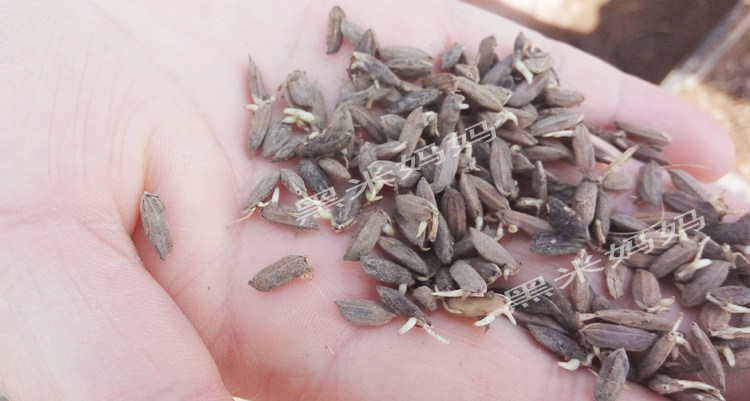 黑米稻种 水稻高产 陕西汉中谷子黑稻谷1kg送资料 洋县黑糯米种子