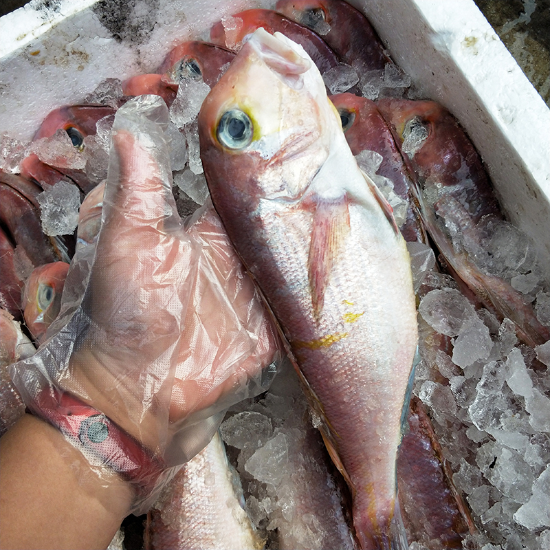 舟山野生马头鱼马面鱼一斤2条2斤4-5条2斤起拍新鲜渔船直发321