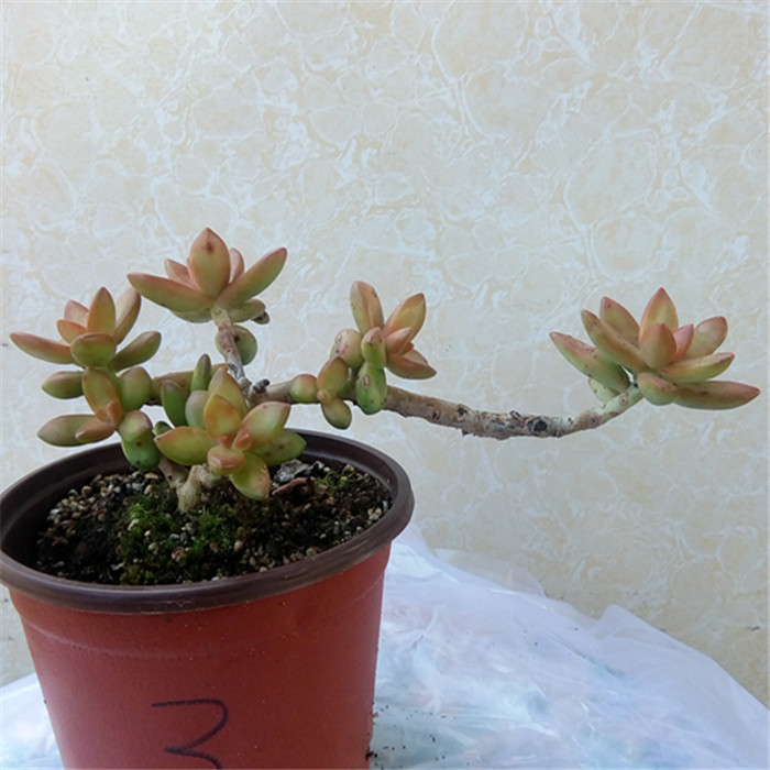 多肉植物 铭月老桩一物一拍