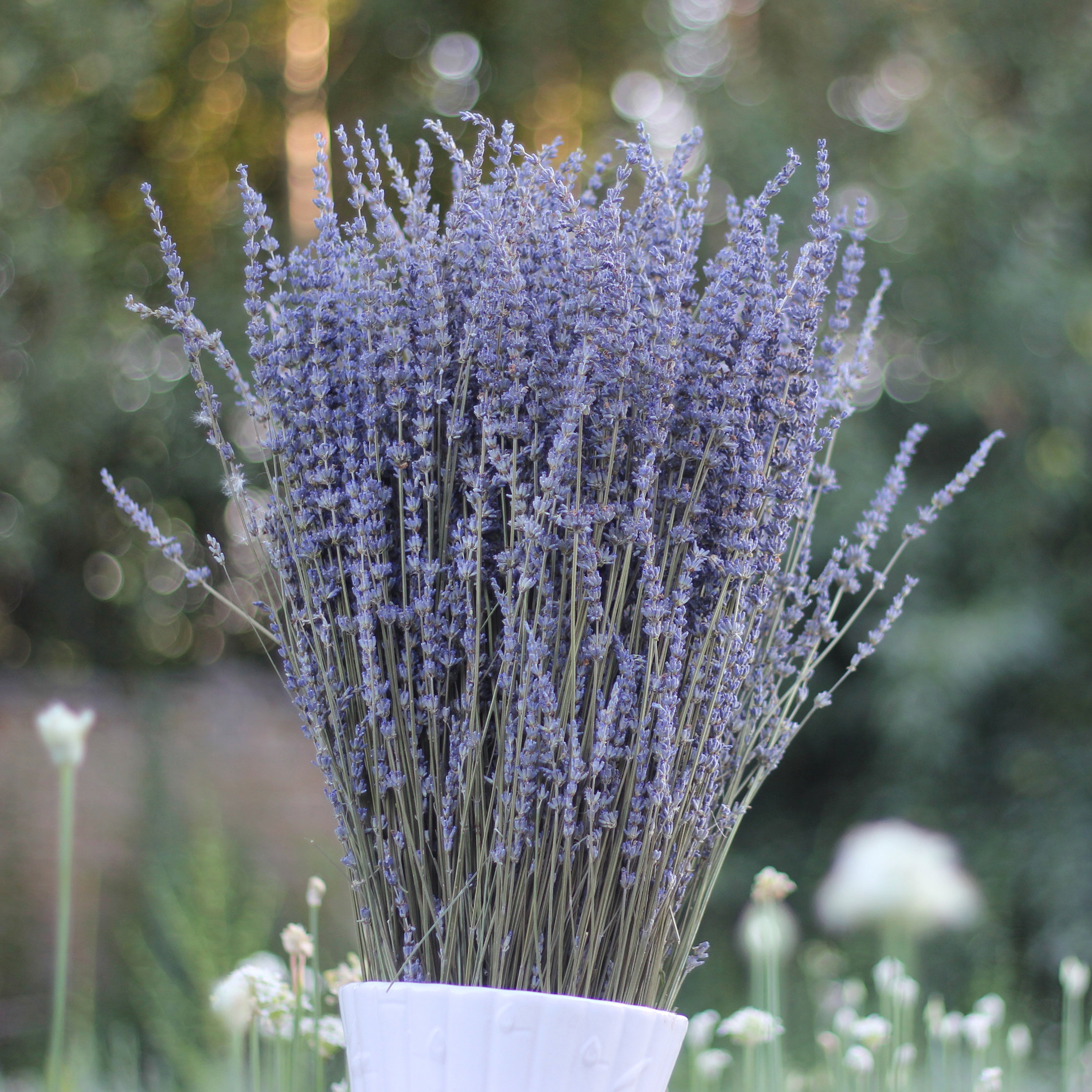 薰衣草干花束 天然干花