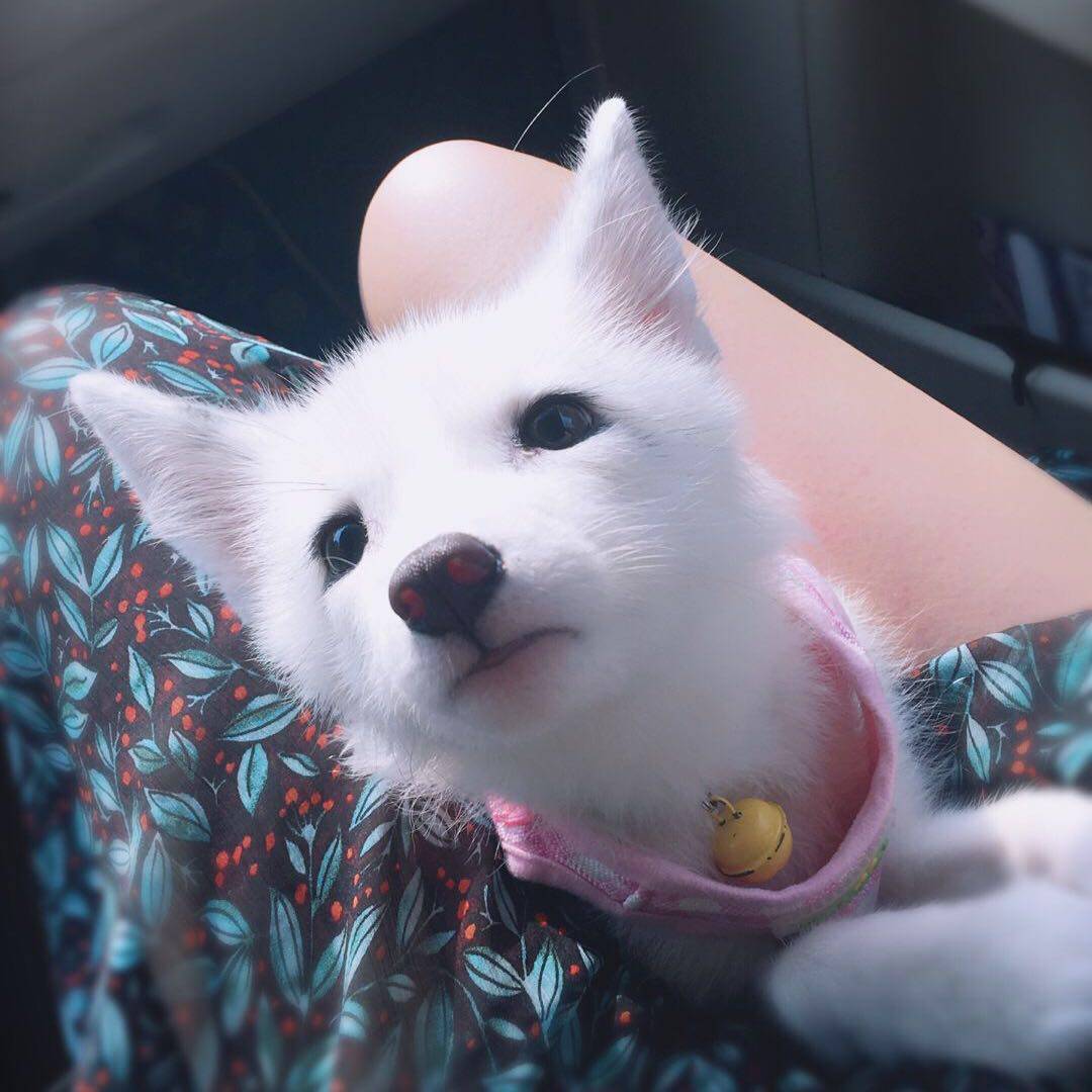 00售出:36件 宠狐世家宠物狐狸活体白狐雪狐熊猫狐赤狐冰岛