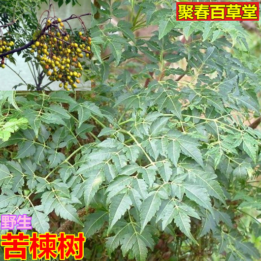 枝叶500克顺丰 紫花树 苦楝子 楝树果 苦楝 新鲜野生现采苦楝皮