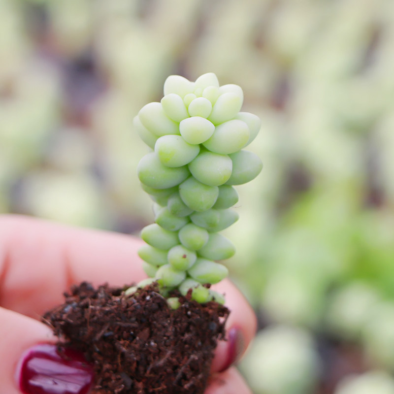 玉坠 多肉植物 窗台龙骨新玉缀多肉植物 绿植