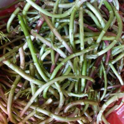 顺丰包邮 3斤装鄱阳湖野生红梗藜蒿泥蒿芦蒿新鲜藜蒿现摘直接下锅